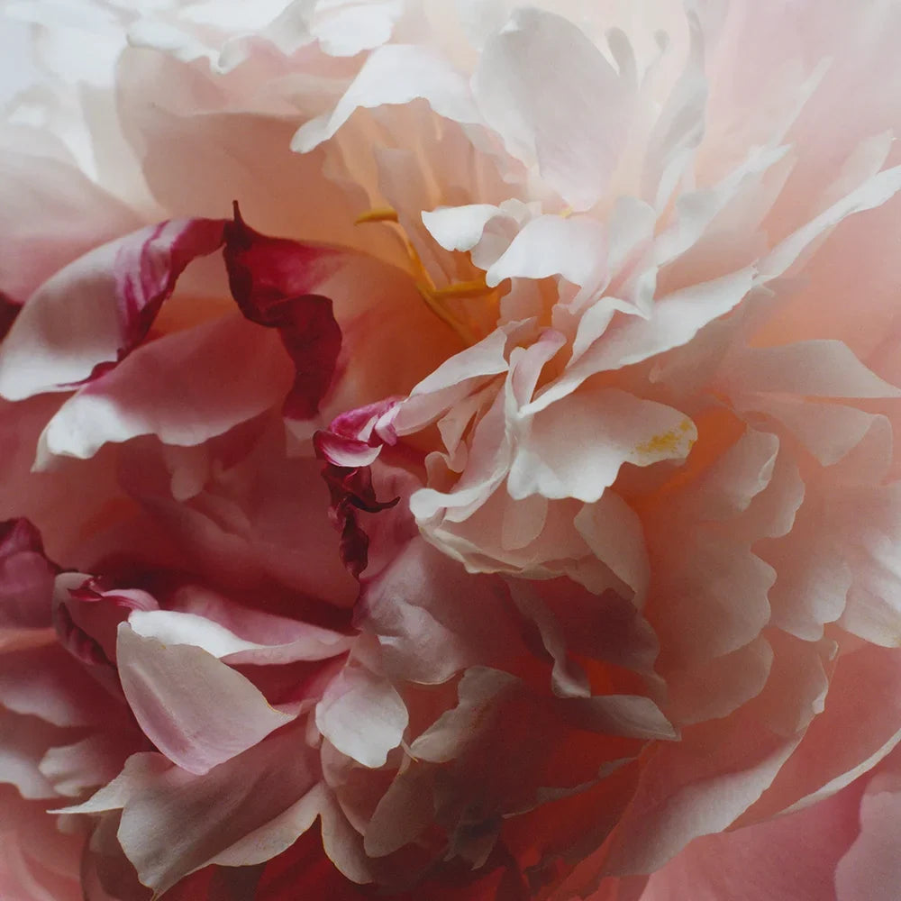 Peony & Blush Suede Body & Hand Wash