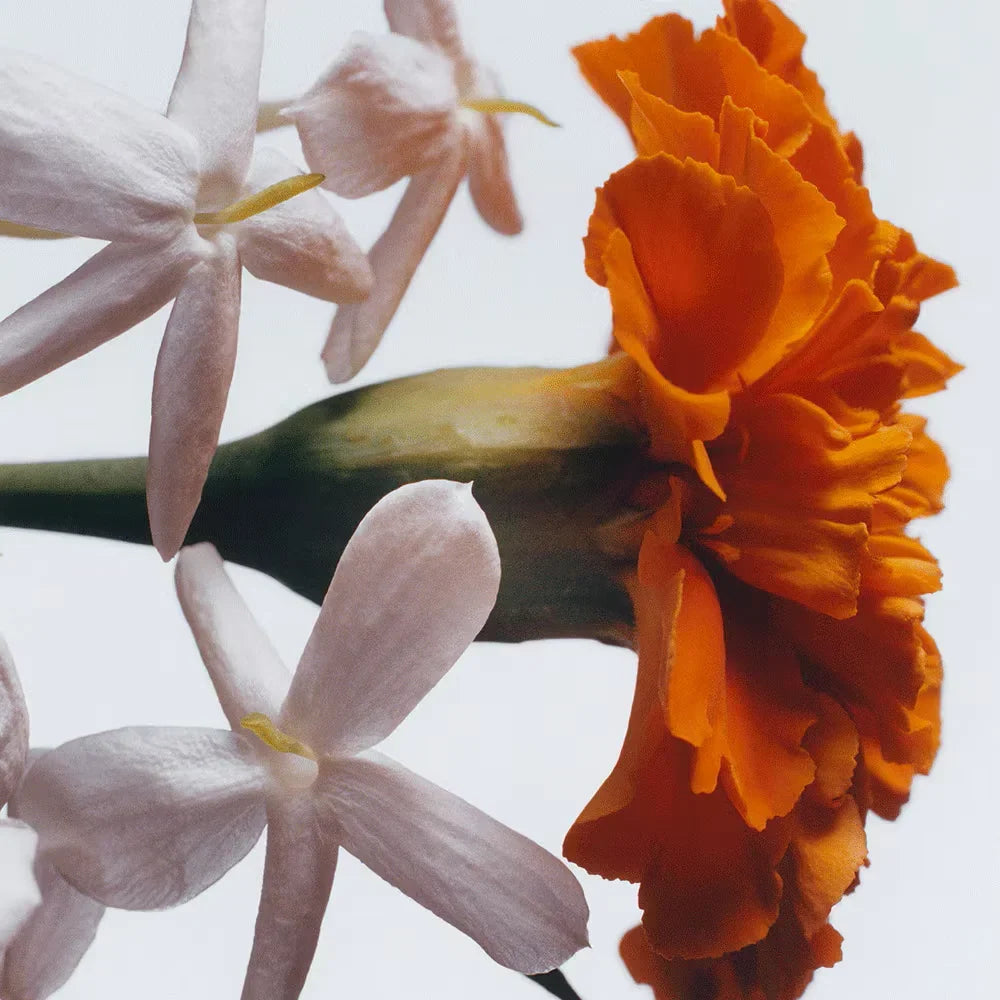Jasmine Sambac & Marigold Cologne Intense