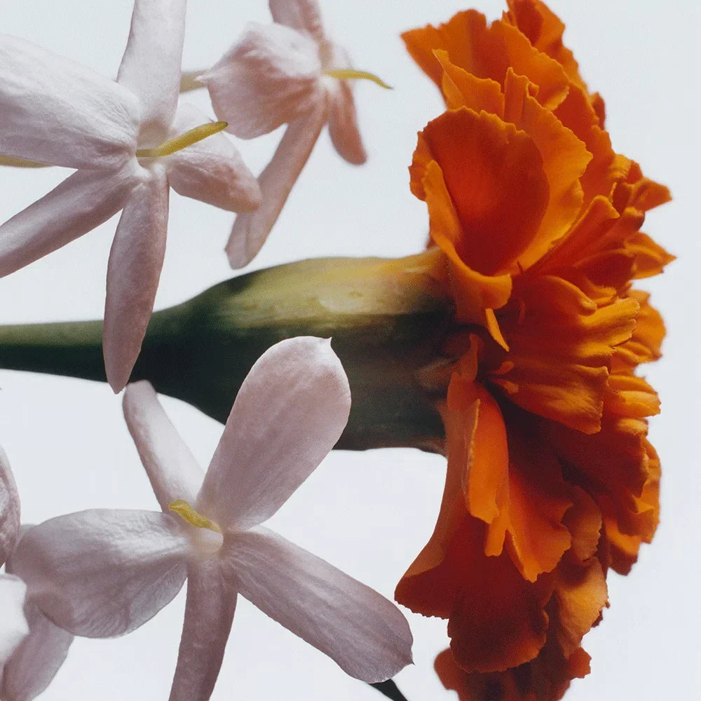 Jasmine Sambac & Marigold Scented Candle