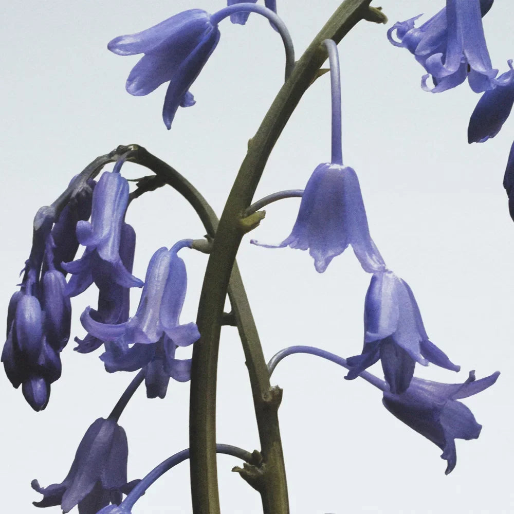 Wild Bluebell Reed Diffuser